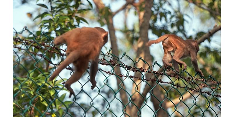 Monkeys escape from Alpha Genesis research facility in South Carolina – NBC Chicago