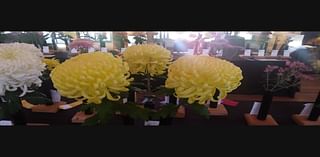 Long Island Chrysanthemum Society To Host Show In Farmingdale