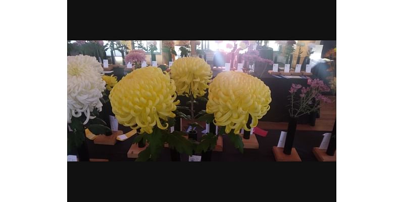 Long Island Chrysanthemum Society To Host Show In Farmingdale