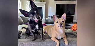 Local fosters look for perfect family to adopt bonded pair of chihuahuas