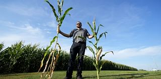 ‘Short corn’ could replace the towering cornfields steamrolled by a changing climate