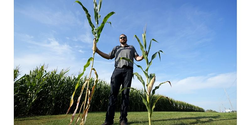 ‘Short corn’ could replace the towering cornfields steamrolled by a changing climate