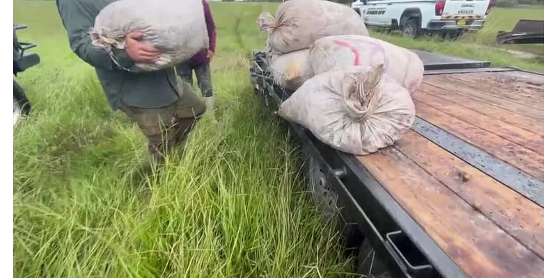 Saw palmetto berries: Big business in South Florida also nets dozens of arrests