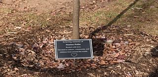 News Trees Grow In East Rock For Beloved English Language Teacher