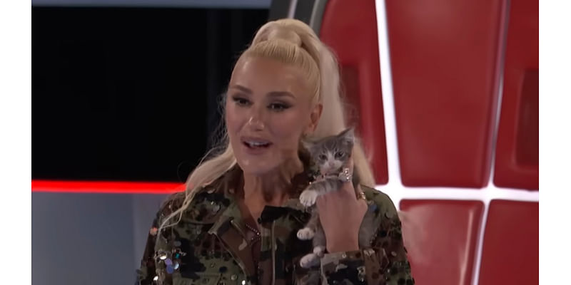 Gwen Stefani slammed for ‘disturbing’ treatment of ‘terrified’ tiny kitten on The Voice premiere