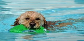 Middleburg Heights hosts end-of-summer canine pool ‘pawty’