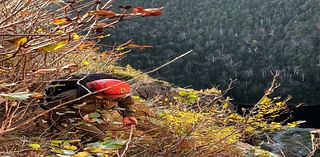 Two Canadian climbers stranded on steep Adirondack slope rescued by forest rangers