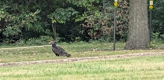 Good Natured in St. Charles: Helping hand leads turkey vultures to safer dining