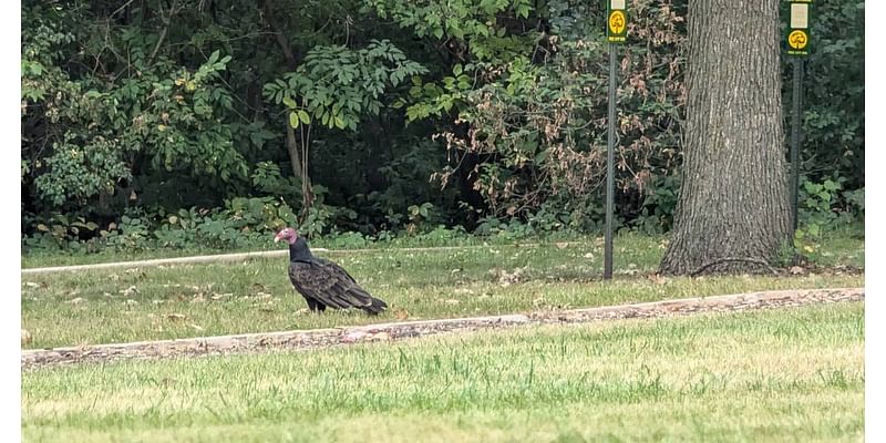 Good Natured in St. Charles: Helping hand leads turkey vultures to safer dining