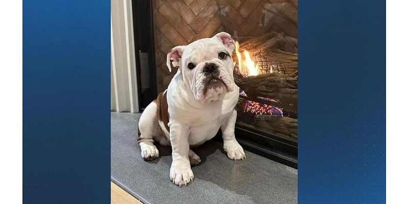 ‘Petey’s Promise’ launched after dog hit and killed in Wellesley