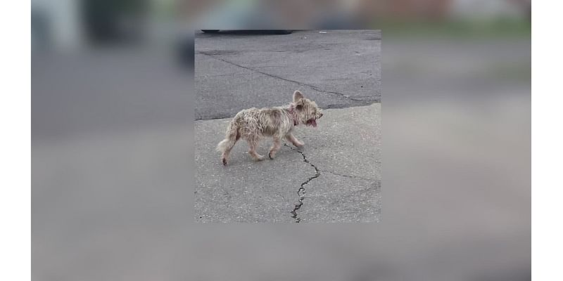 A dog has been missing for 5 months, Mid-City community not giving up on their search