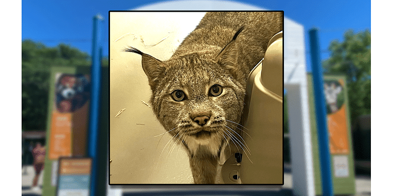 Seneca Park Zoo welcomes new Canada lynx Albert