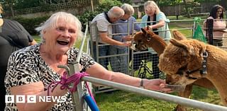 Banksy the alpaca spreads joy at care home in Peterborough