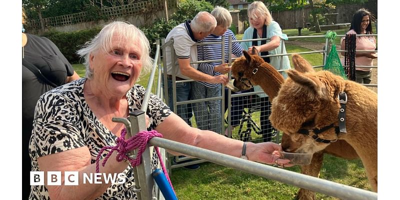 Banksy the alpaca spreads joy at care home in Peterborough