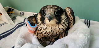 Youngest of famous Cal Falcons family found injured at Berkeley Marina
