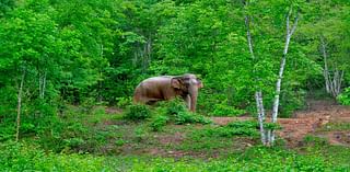 I Visited Elephants in the Wild in Thailand — Here’s How You Can, Too