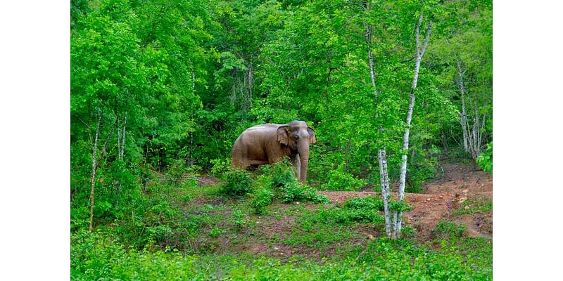 I Visited Elephants in the Wild in Thailand — Here’s How You Can, Too