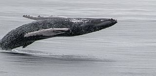 Sligo photographers shoot winning wildlife pics