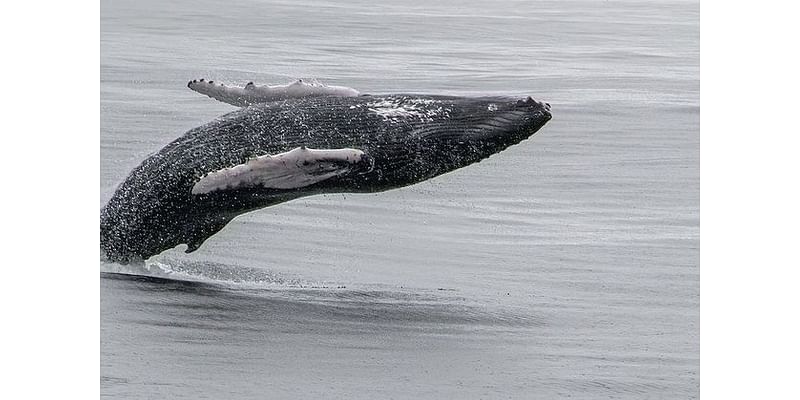 Sligo photographers shoot winning wildlife pics