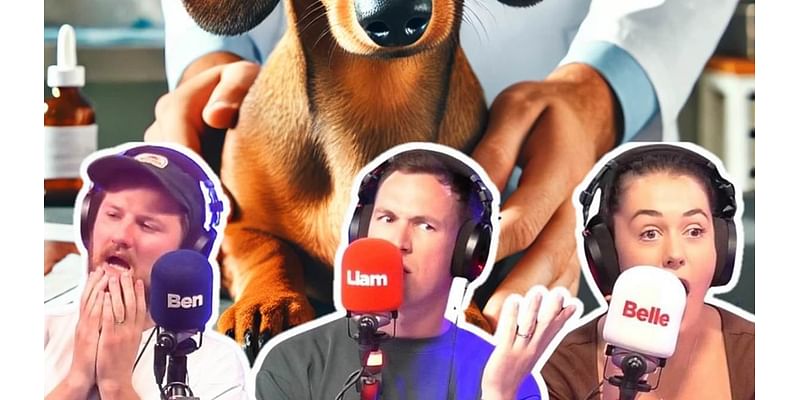 Radio hosts left stunned as Melburnian reveals the staggering cost of vet bills for their sausage dog