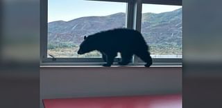 Bear cub sniffs its way into Aspen Middle School in hunt for food