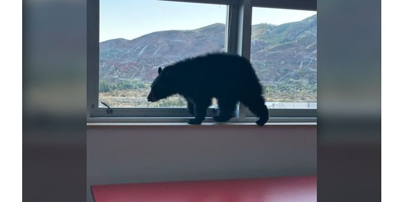 Bear cub sniffs its way into Aspen Middle School in hunt for food