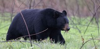 How many bears have Pa. hunters tagged thus far in 2024?: Top 5 most-read stories Nov. 11 - 17 [ICYMI]