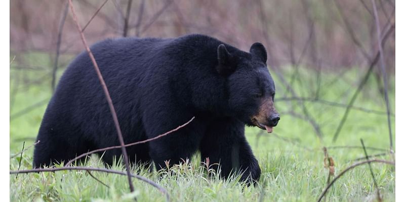 How many bears have Pa. hunters tagged thus far in 2024?: Top 5 most-read stories Nov. 11 - 17 [ICYMI]