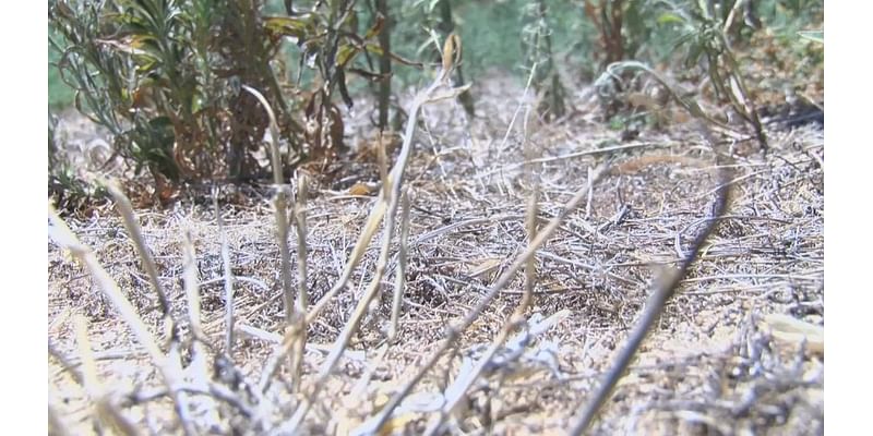 Kern County dust storms bring hidden danger of Valley Fever, experts warn