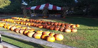 Where Stafford And Willington Residents Can Get Pumpkins In 2024