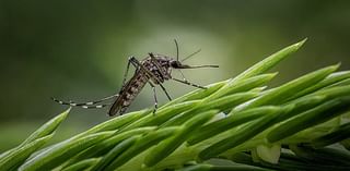 Areas of Dallas Sprayed for West Nile Virus