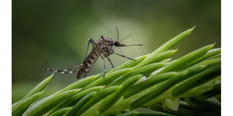 Areas of Dallas Sprayed for West Nile Virus