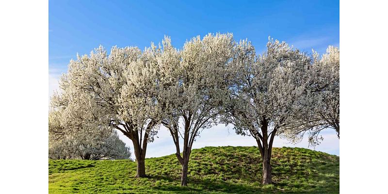 8 Trees You Should Never Plant in Your Yard, According to an Arborist