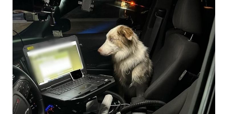 Man with suspended license arrested for DUI with his dog in the car, troopers say