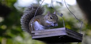 Can you keep a squirrel as a pet in West Virginia?