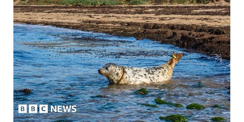 Seal hurt by fishing line released back to sea