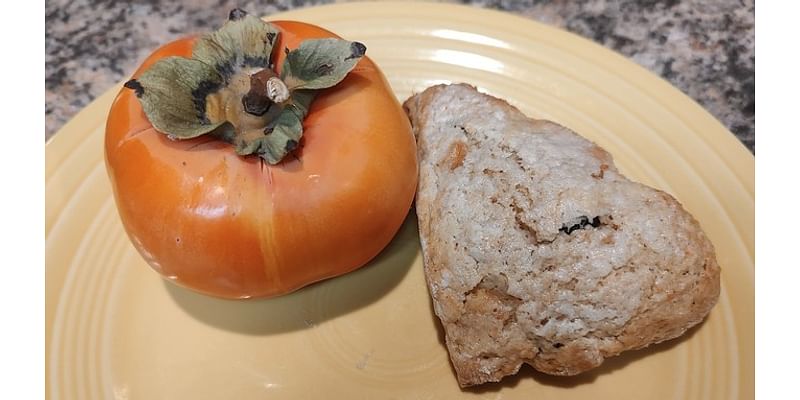 Sacramento Digs Gardening: Persimmons add flavor to fruity fall scones