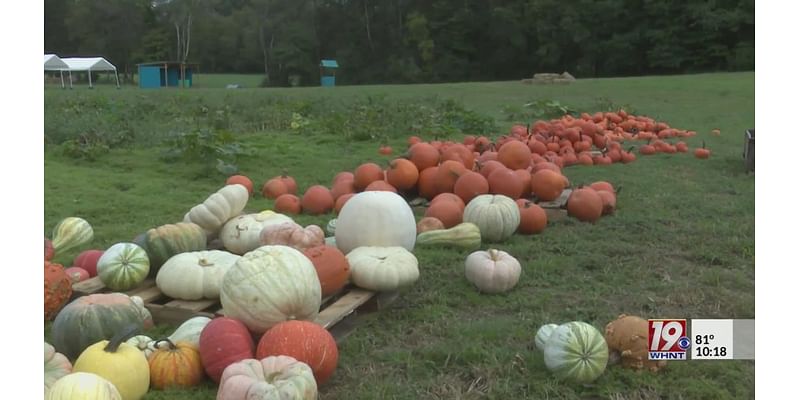 Popular Hartselle farm struggles under drought conditions