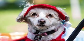 Get ready to raise the woof at San Jose's Bark in the Park