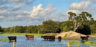 Birdwatchers oppose bid to build 170 homes by Sarasota’s Celery Fields