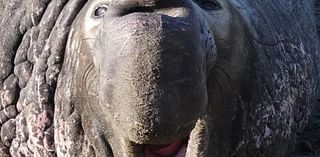 Elephant seal guides, visitors preparing for arrival of first adult male in San Simeon