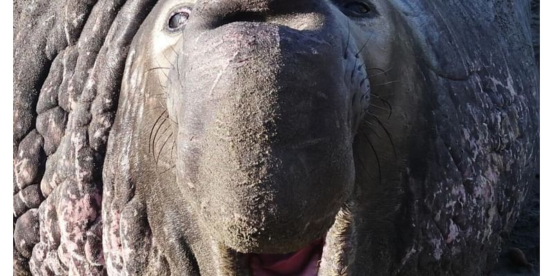 Elephant seal guides, visitors preparing for arrival of first adult male in San Simeon