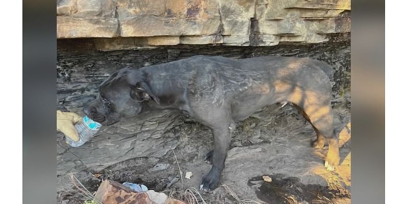 North Little Rock Fire Department saves dog that had fallen down cliffside