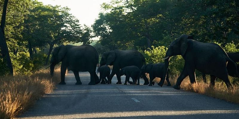 Zimbabwe criticized for allowing mass killing of elephants amid El Nino-produced drought