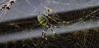 Officials keeping watch as invasive spider crosses state border — here's what we know so far