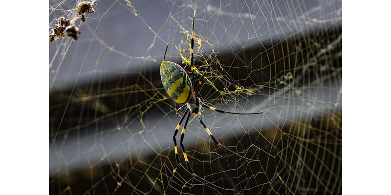 Officials keeping watch as invasive spider crosses state border — here's what we know so far