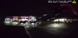 Caught on camera: Horses on the run corralled in Tacoma