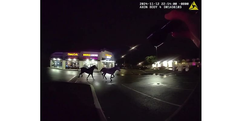 Caught on camera: Horses on the run corralled in Tacoma