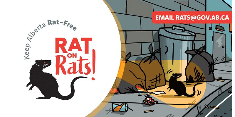 $110,000 investment reminds Albertans to 'Rat on Rats'