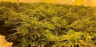 Arrests as cannabis farms worth £3.5m found